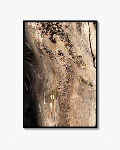 Sunny funghi - Photo print