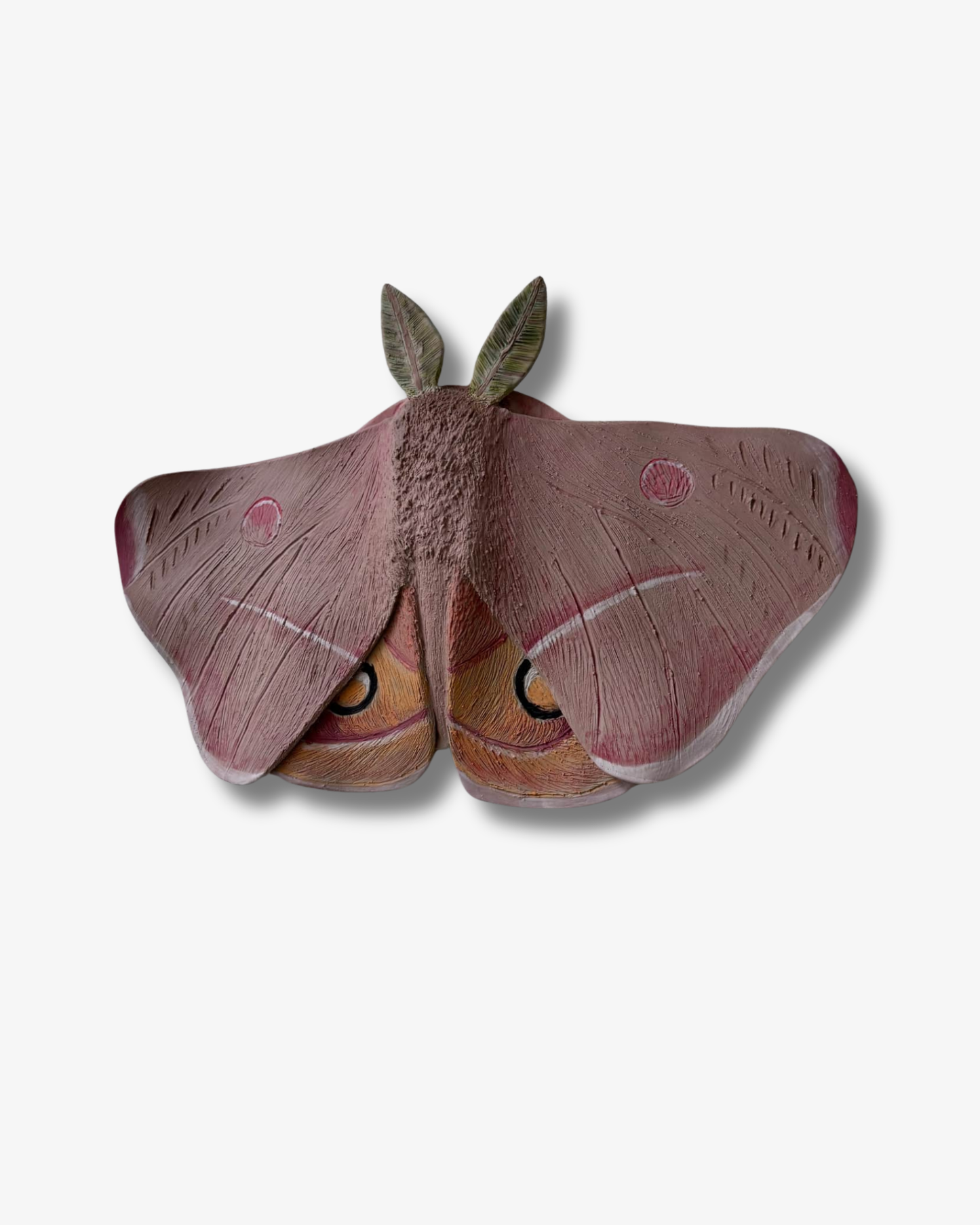 Emperor Gum Moth Väggkonst