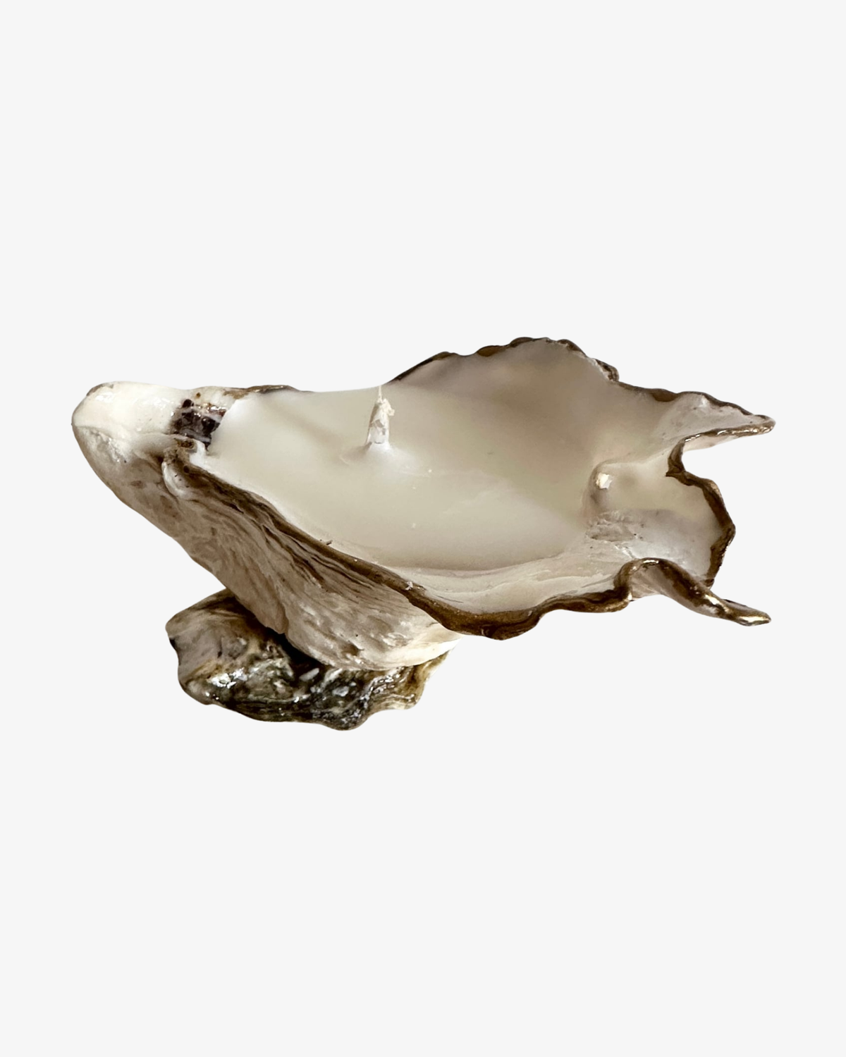 Ostronskal ljus Algav