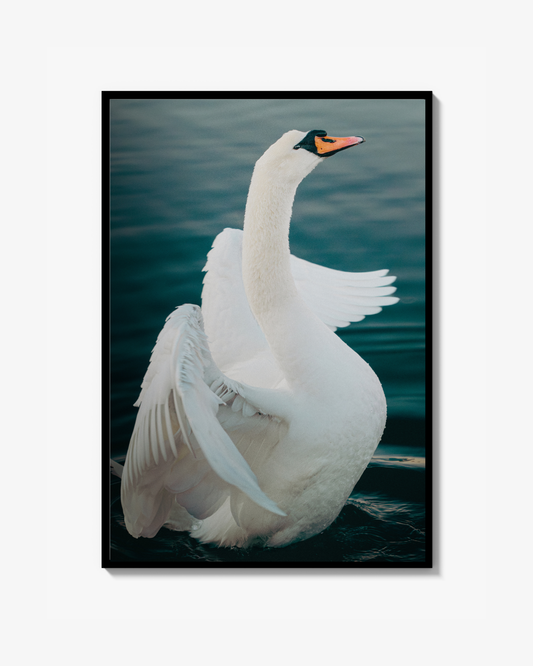 Svan Print