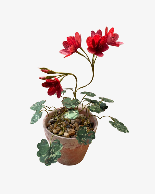 Pelargonium Houseplant Skulptur