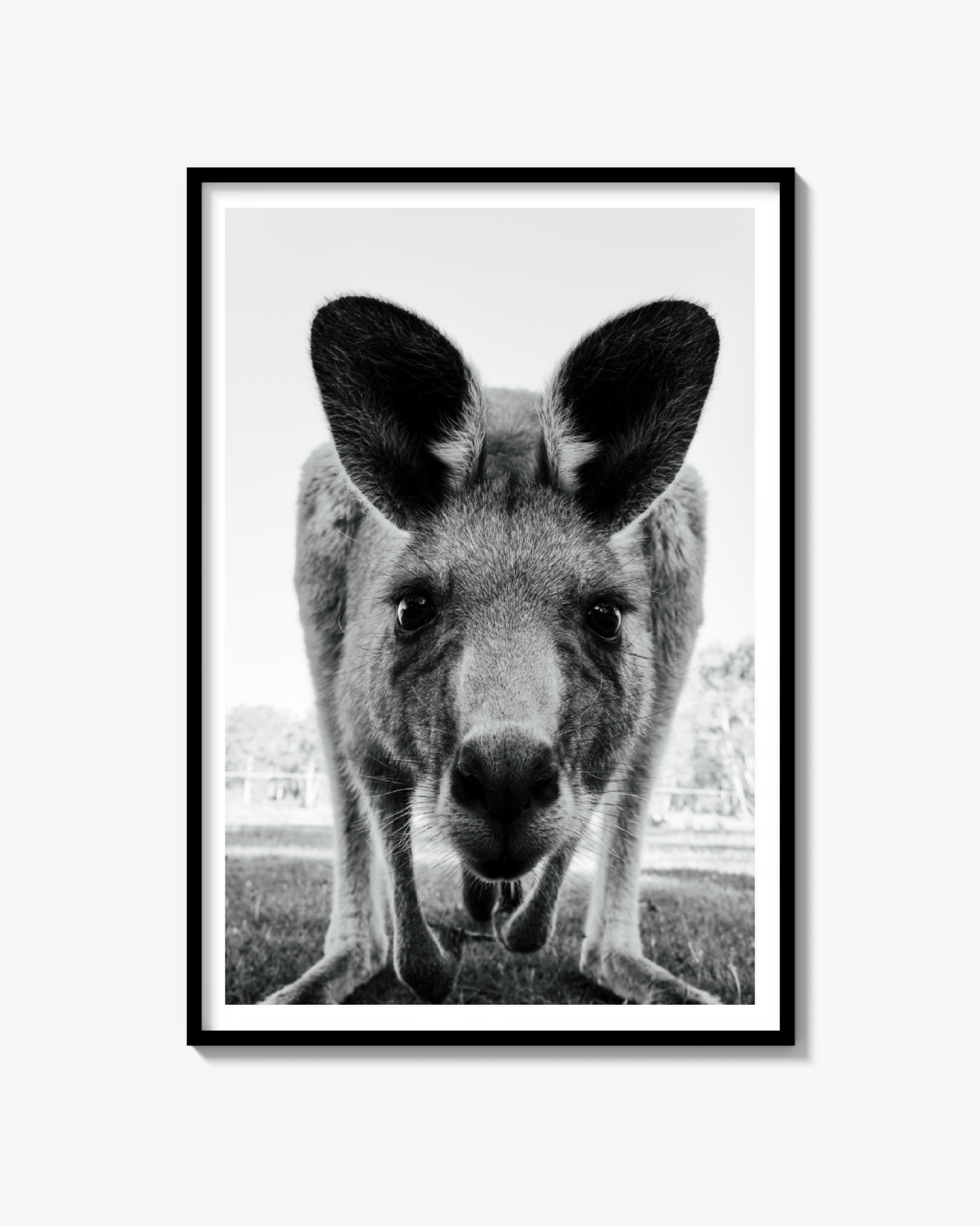 Aussie Stare Down - Print