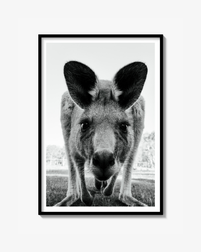 Aussie Stare Down - Print