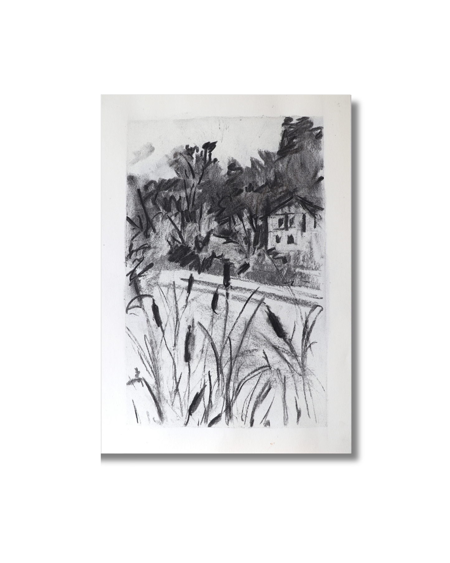 Comfort of cattail Original