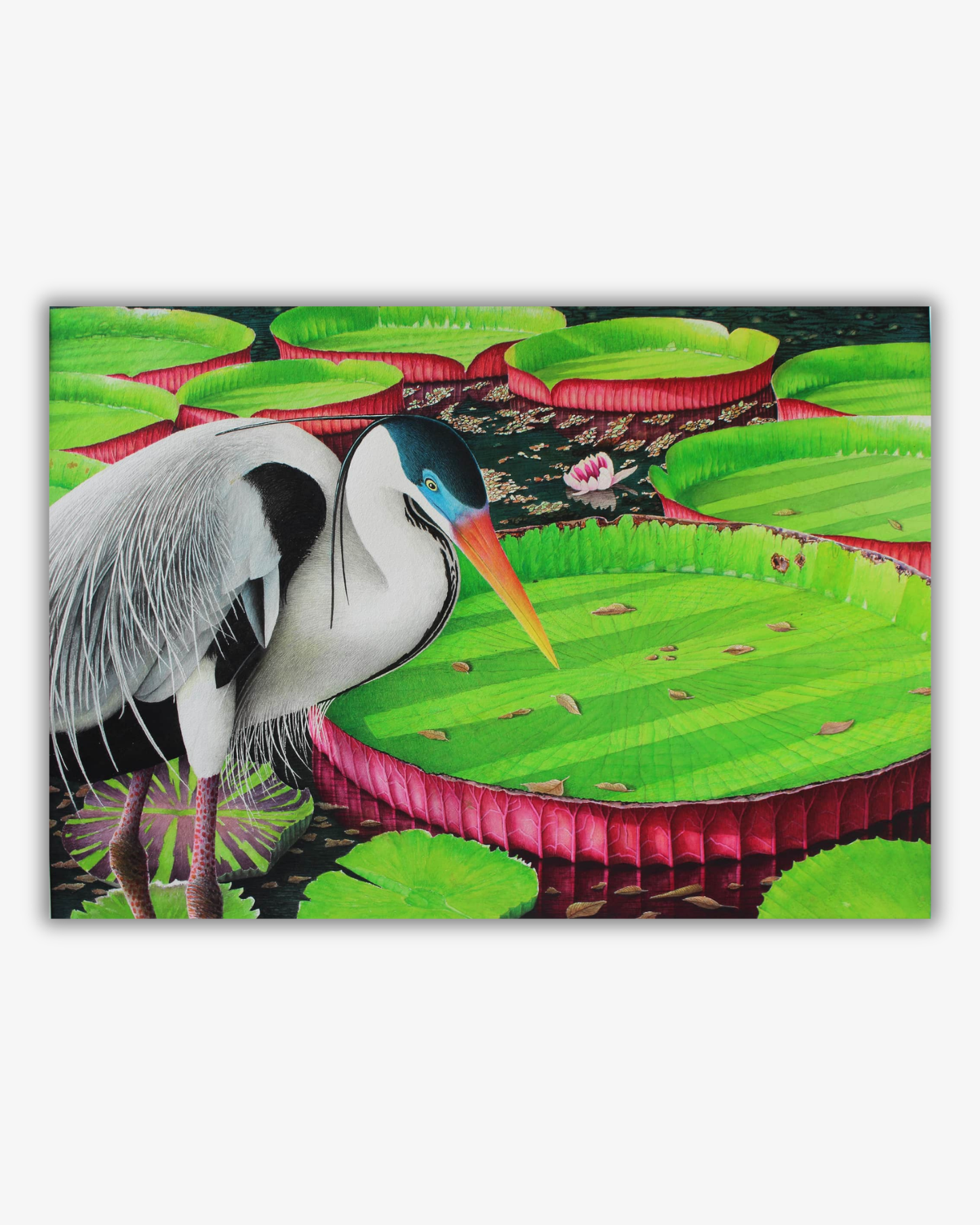 Akvarell - Heron Among Giant Water Lilies Original