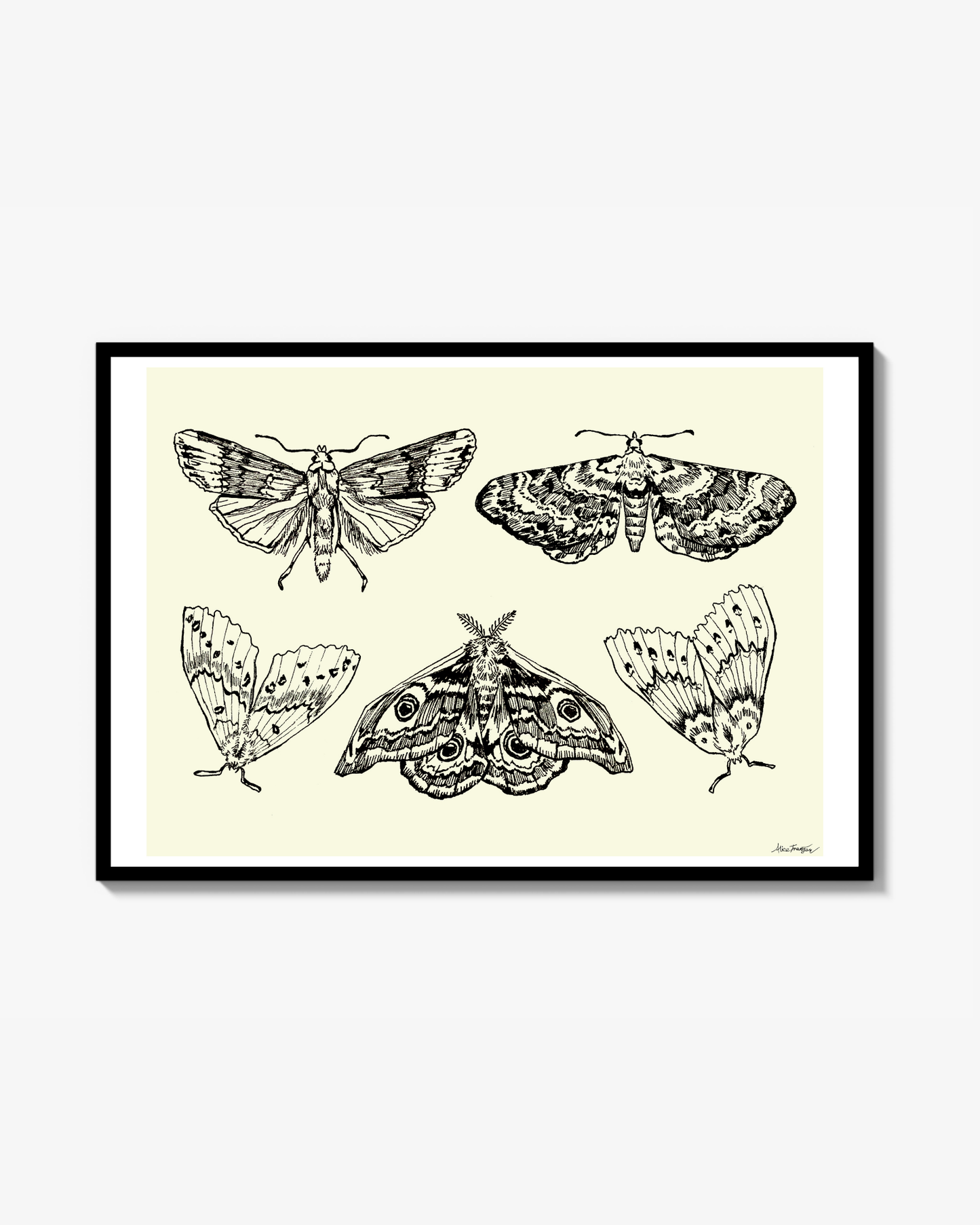 Flygfän - Poster
