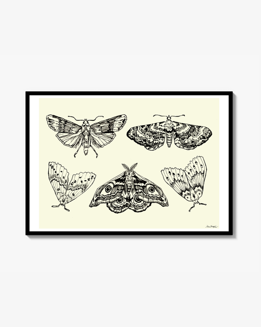 Flygfän - Poster