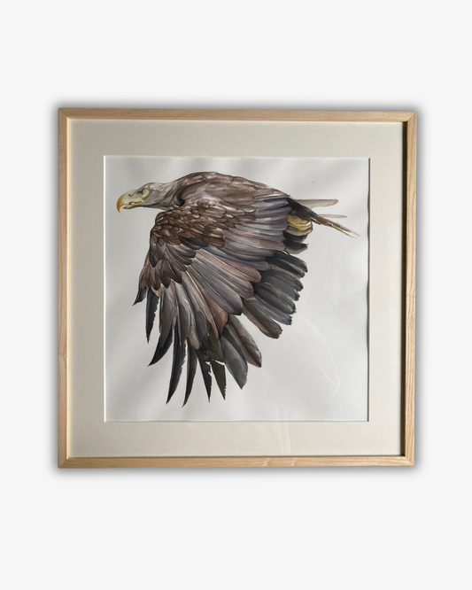 Akvarellmålning Sea eagle Original