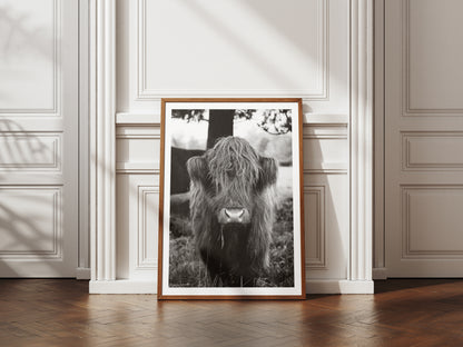 Highland Cattle Print