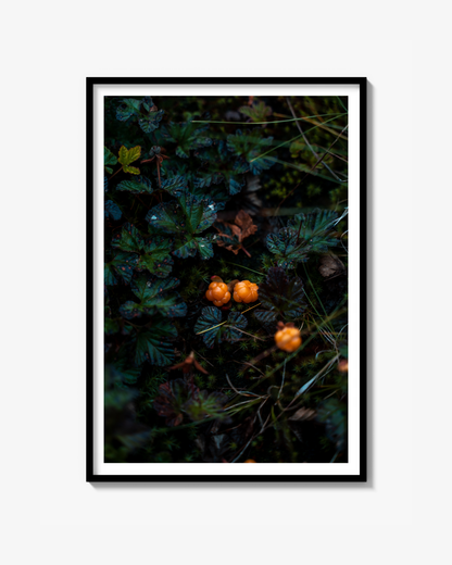 Cloudberry Fine Art Poster