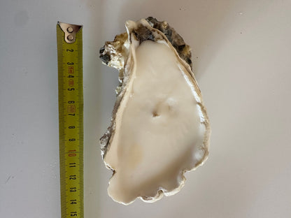 Image at position 1