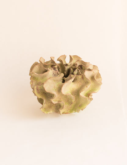 Image at position 1