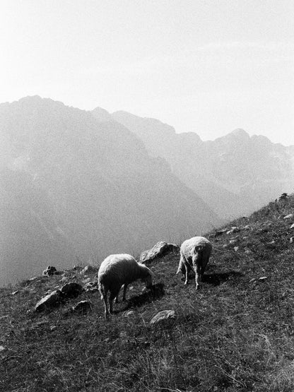 Image at position 1